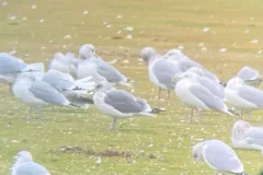 Vega Gull thumbnail 2
