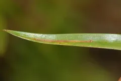 Taphrocerus gracilis thumbnail 4