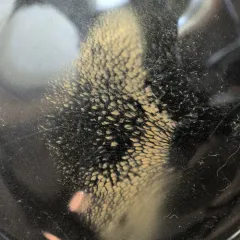 Chalciporus piperatoides thumbnail 4