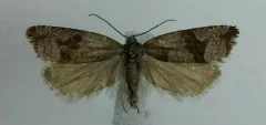 Gypsonoma parryana thumbnail 2