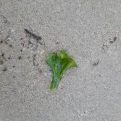 Broadleaf Sea Lettuce thumbnail 4