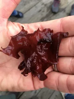 Devil's Tongue Weed thumbnail 2