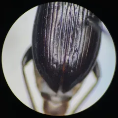 Pterostichus pensylvanicus thumbnail 4