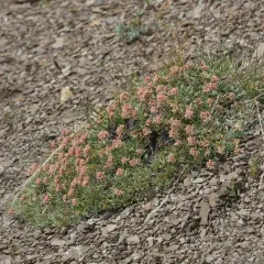 Rock-jasmine Buckwheat thumbnail 4