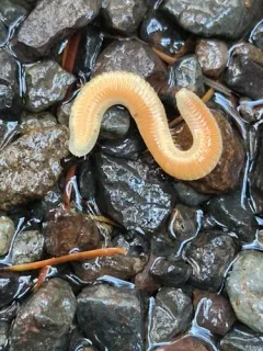 Buzonium crassipes thumbnail 1