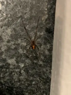 Brown Widow thumbnail 4