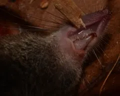 Vagrant Shrew thumbnail 3