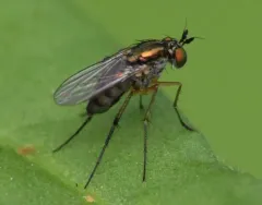 Dolichopus comatus thumbnail 3