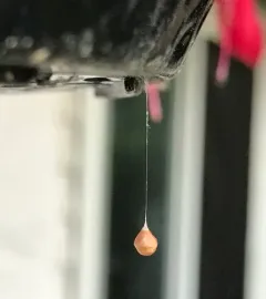 Common Eastern Ray Spider thumbnail 3