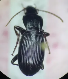 Pterostichus adoxus thumbnail 2