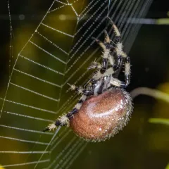 Shamrock Orbweaver thumbnail 3