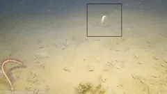 Norwegian Shrimp thumbnail 2