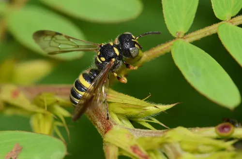 Cerceris compacta
