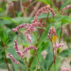 Far Eastern smartweed thumbnail 1