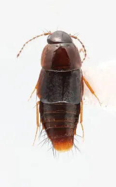 Vermiculated Rove Beetle thumbnail 3