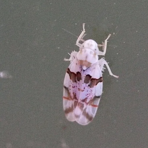 Hymetta trifasciata