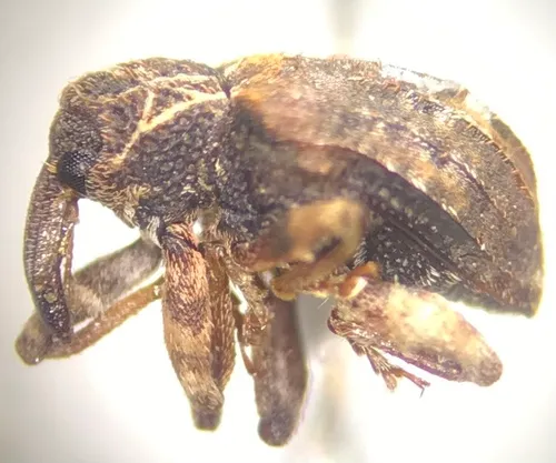 Conotrachelus carolinensis