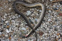 Graham's Crawfish Snake thumbnail 4