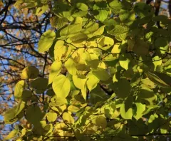 red mulberry thumbnail 3