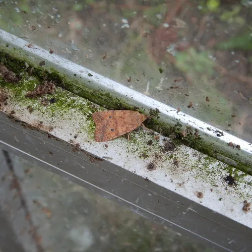 Battered Sallow