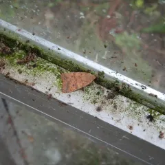 Battered Sallow thumbnail 1