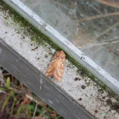 Bracken Borer Moth thumbnail 2