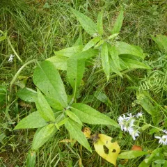 common comfrey thumbnail 4