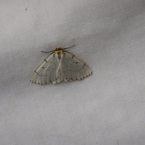 Chain-dotted Geometer