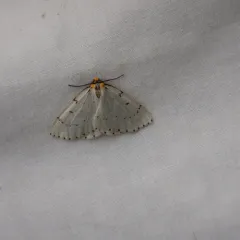Chain-dotted Geometer thumbnail 1