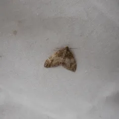 Dark Marbled Carpet thumbnail 1