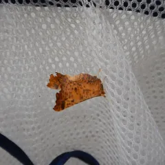 Maple Spanworm Moth thumbnail 3