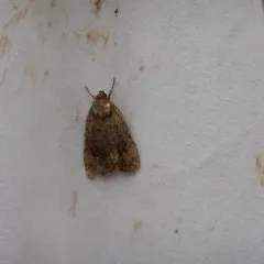 American Copper Underwing thumbnail 2