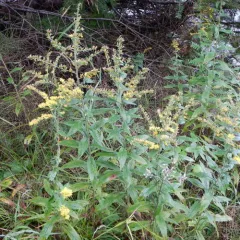 common wrinkle-leaved goldenrod thumbnail 4