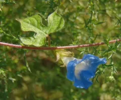 ivy-leaved morning-glory thumbnail 4