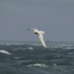 Glaucous Gull thumbnail 2