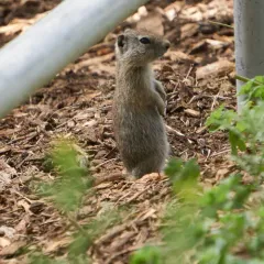 Belding's Ground Squirrel thumbnail 2