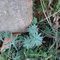 Mediterranean spurge thumbnail 2