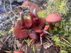 Cortinarius rufosanguineus thumbnail 3