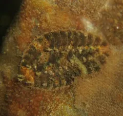 Gaudichaudius iphionelloides thumbnail 3