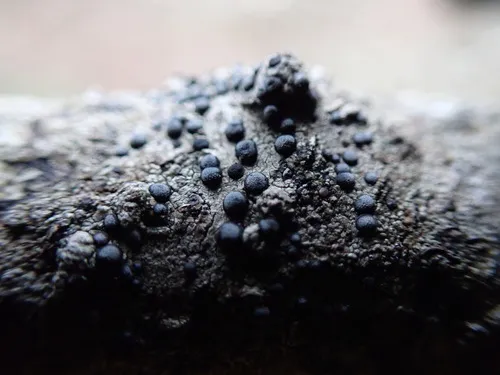 Hall's Pepper-Spore Lichen