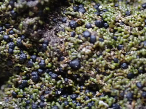 Parasitic Button Lichen