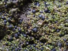 Parasitic Button Lichen thumbnail 1