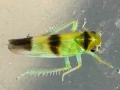 Kybos trifasciatus thumbnail 1