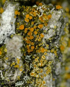 Caloplaca oregona thumbnail 1