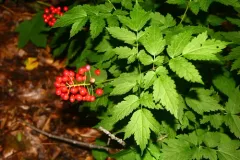red baneberry thumbnail 4