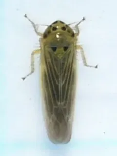 Macrosteles lepidus thumbnail 2