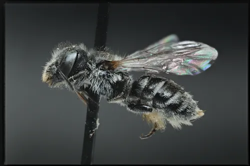 Atoposmia elongata