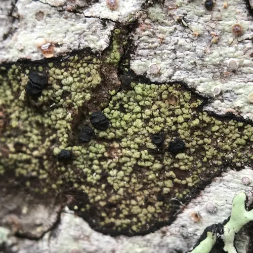Comet-spored lichen