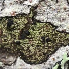 Comet-spored lichen thumbnail 1