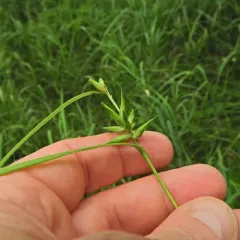 northern long sedge thumbnail 2